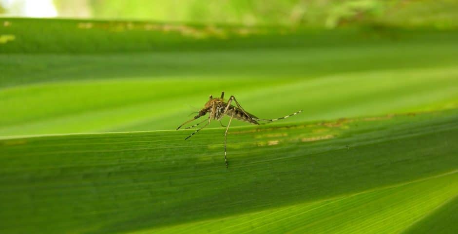 Aedes annulipes - EID ATLANTIQUE